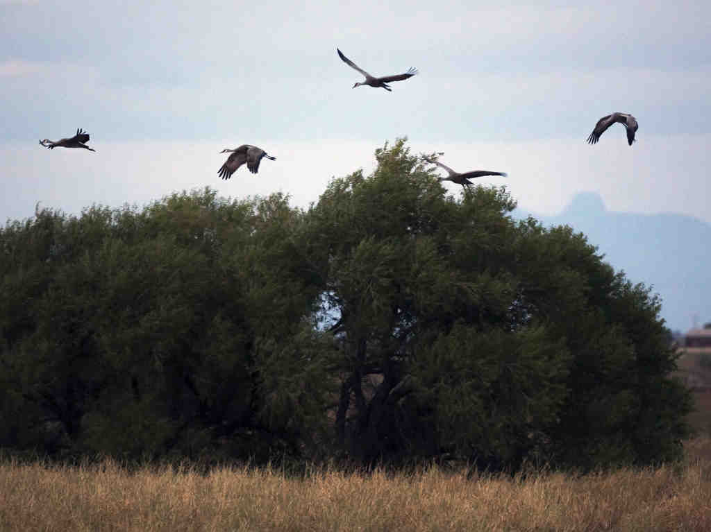 Sandhill cranes in Arizona